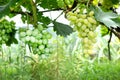 Ripe bunches of grapes on the vine. A bunch of grapes with a place for copy space. Winemaking and autumn grape harvest Royalty Free Stock Photo