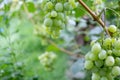 Ripe bunches of grapes on the vine. A bunch of grapes with a place for copy space. Winemaking and autumn grape harvest Royalty Free Stock Photo