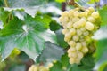 Ripe bunches of grapes on the vine. A bunch of grapes with a place for copy space. Winemaking and autumn grape harvest Royalty Free Stock Photo