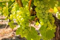 Ripe bunches of Pinot Gris grape hanging on vine in vineyard at harvest time Royalty Free Stock Photo