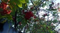 Ripe bunches of Rowan berries in the autumn the tree among the leaves Royalty Free Stock Photo