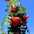 Ripe clusters of Rowan, green branches on the background of the sky