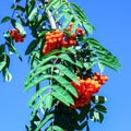 Ripe clusters of Rowan, green branches on the background of the sky