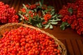 Ripe bunches of rowan berries in a wicker basket.