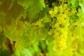 ripe bunches of white grapes on the vine Royalty Free Stock Photo