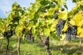 Ripe bunches of wine grapes on a vine in warm light