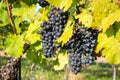 Ripe bunches of wine grapes on a vine in warm light Royalty Free Stock Photo