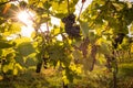 Ripe bunches of wine grapes on a vine in warm light Royalty Free Stock Photo
