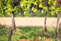 Ripe bunches of wine grapes on a vine in warm light Royalty Free Stock Photo