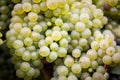 Ripe bunches of wine grapes on a vine in warm light