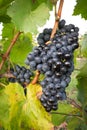 Ripe bunches of wine grapes on a vine in warm light