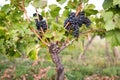 Ripe bunches of wine grapes on a vine in warm light Royalty Free Stock Photo