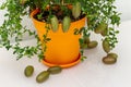 Ripe burgundy green finger-shaped citrus fruits on the dinner table, close-up. Indoor growing of the outlandish citrus plant