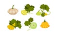 Ripe Bush Pumpkin or Custard Squash with Green Leaves Vector Set