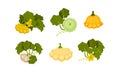 Ripe Bush Pumpkin or Custard Squash with Green Leaves Vector Set