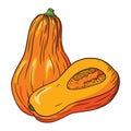 Ripe Butternut Squash vector Illustration. Autumn pumpkin Icon. Fresh gourd sketch. Element for autumn decorative design