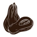 Ripe Butternut Squash Silhouette. Autumn pumpkin Illustration. Fresh gourd shadow. Element for autumn decorative design