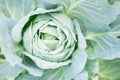 Ripe cabbage closeup. Vegetables grown in the farmer`s garden. Autumn harvest of cabbage. Close-up photo of cabbage with place fo