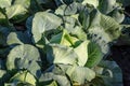 Ripe cabbage in the field Royalty Free Stock Photo
