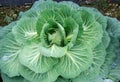 Ripe cabbage flower ready for the picking!