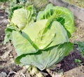 A ripe cabbage is in the garden