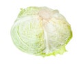 Ripe cabbagehead of savoy cabbage isolated