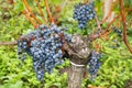 Ripe Cabernet grapes on vine growing in bordeaux vineyard Royalty Free Stock Photo