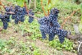 Ripe Cabernet grapes on vine growing in Bordeaux vineyard at sunset time