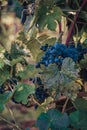 Ripe Cabernet grapes on vine growing in a vineyard at sunset time, Croatia Royalty Free Stock Photo