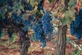 Ripe Cabernet grapes on vine growing in a vineyard at sunset time, Croatia Royalty Free Stock Photo