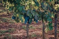 Ripe Cabernet grapes on vine growing in a vineyard at sunset time, Croatia