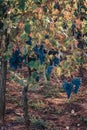 Ripe Cabernet grapes on vine growing in a vineyard at sunset time, Croatia