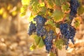 Ripe Cabernet grapes on vine growing in vineyard at sunset time, selective focus, copy space. Vineyards grape at sunset in autumn Royalty Free Stock Photo