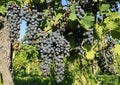 Ripe Cabernet Sauvignon grapes hanging on vine