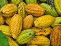 Ripe cacao bean pods harvested in the rain forest in Caribbean nation of the Dominican Republic