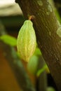 ripe cacao pod hanging on the tree in cacoa plantation Royalty Free Stock Photo