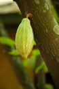 ripe cacao pod hanging on the tree in cacoa plantation Royalty Free Stock Photo