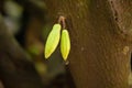 ripe cacao pod hanging on the tree in cacoa plantation Royalty Free Stock Photo