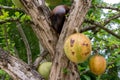 Ripe Calabash Tree in the park, Crescentia cujete Royalty Free Stock Photo