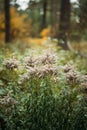 Ripe Canadian goldenrod - Solidago canadensis - with mature achenes. Invasive species in wild in Europe. Belarus