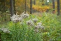 Ripe Canadian goldenrod - Solidago canadensis - with mature achenes. Invasive species in wild in Europe. Belarus
