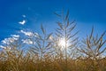 Ripe canola field