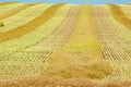 Ripe canola fields in fall Royalty Free Stock Photo
