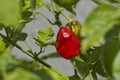 Ripe Capsicum baby peppers on plant
