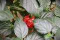 A ripe Capsicum chinense pepper among the leaves