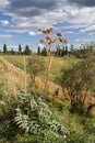 Ripe Cardoon plant in Italian landscape