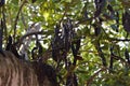 Ripe carob fruit pods on the tree. Cocoa replacement ingredient