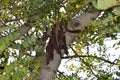 Ripe carob fruit pods on the tree