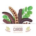 Ripe Carob label. branch with sweet pods, leaves on white background. 