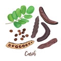 Ripe Carob pods, leaves, seeds and carob powder on the white background. vector illustration.